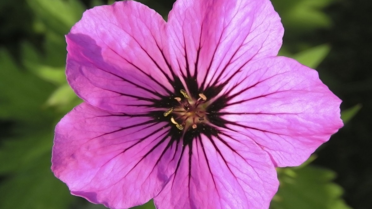بنفش-گل-ماکرو